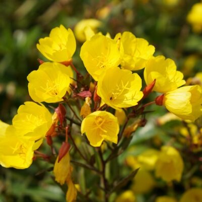 Oenothera tetragona ‚Sonnenwende‘ (Stauden-Nachtkerze)