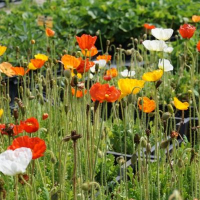 Papaver nudicaule ‚Gartenzwerg‘ (Island – Mohn)