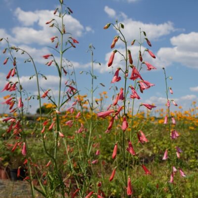 Penstemon barbatus ‚Coccineus‘ (Bartfaden)