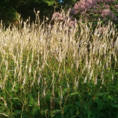 Persicaria amplexicaulis ‚Alba‘ (Kerzen – Knöterich)