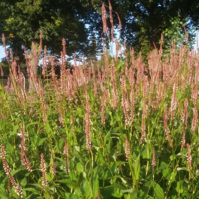 Persicaria amplexicaulis ‚Roseum‘ (Kerzen – Knöterich)