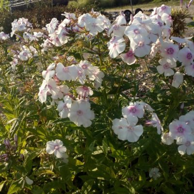 Phlox paniculata ‚Elfe‘