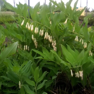Polygonatum commutatum (biflorum)