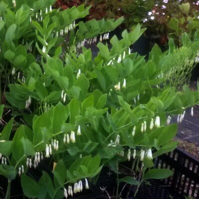 Polygonatum multiflorum