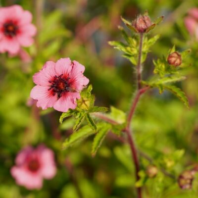 Potentilla nepalensis ‚Miss Willmott‘ (Nepal-Fingerkraut)