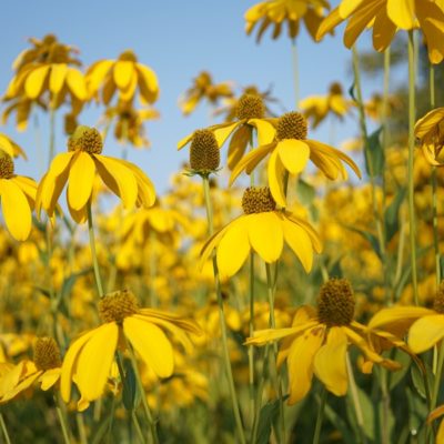 Rudbeckia nitida