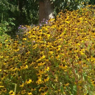 Rudbeckia triloba