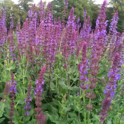 Salvia nemorosa ‚Blaukönigin‘