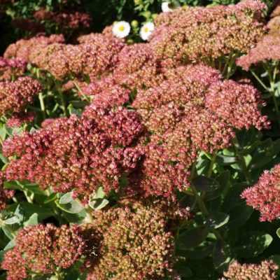 Sedum telephium ‚Herbstfreude‘