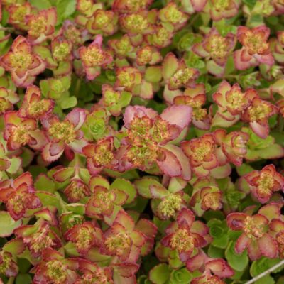 Sedum spurium ‚Purpurteppich‘