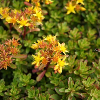Sedum floriferum ‚Weihenstephaner Gold‘
