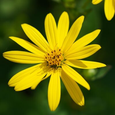 Silphium perfoliatum (Becherpflanze)