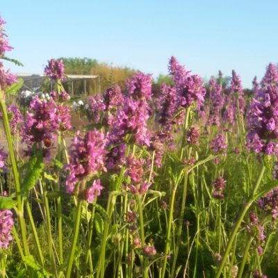 Stachys officinalis