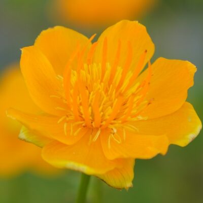 Trollius chinensis ‚Golden Queen‘