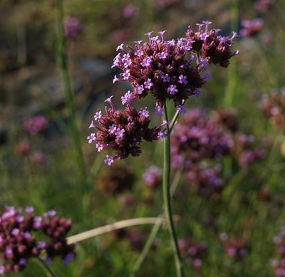 Verbena bonariensis