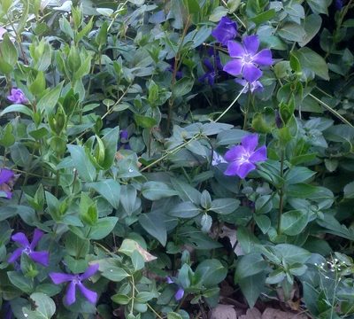 Vinca minor