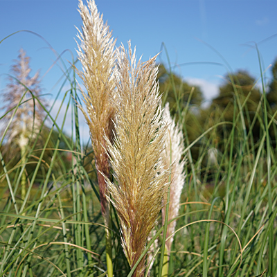 Cortaderia selloana (Pampasgras)