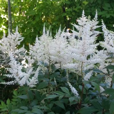 Astilbe arendsii ‚Brautschleier‘ (Prachtspiere)