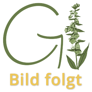 Alyssum saxatile ‚Goldkugel‘ (Felsen-Steinkraut)