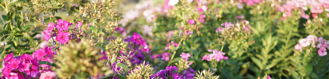 phlox-slider